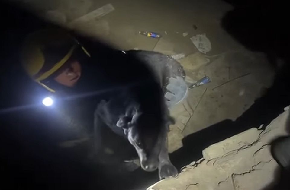 VIDEO: Novosadski vatrogasci spasili psa iz rupe u katakombama Petrovaradinske tvrđave