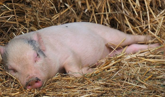 Vršac: Oformljen krizni štab zbog afričke kuge kod svinja