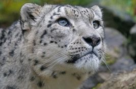 Indija ima 718 snežnih leoparda