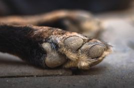 Prvo štene svirepo ubijeno kod Rumenke, sad masovno trovanje pasa na Kosmaju: Kazne izostaju