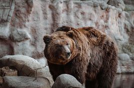 Grizli medved napao đake na ekskurziji u Kanadi