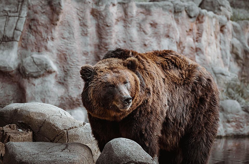 Grizli medved napao đake na ekskurziji u Kanadi