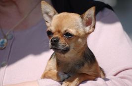 Čivave dele DNK sa vukovima