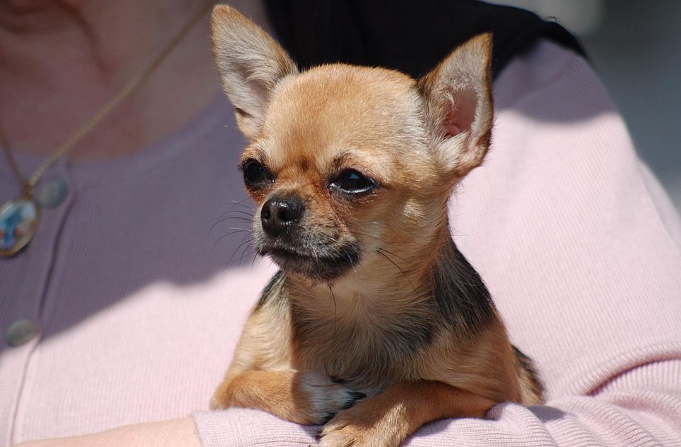 Čivave dele DNK sa vukovima