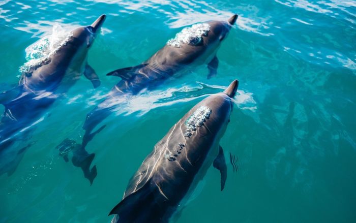 Uginulo 80 delfina u Brazilu, uzrok smrti još nepoznat