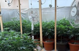 FOTO: U Subotici zaplenjene dve laboratorije za proizvodnju marihuane