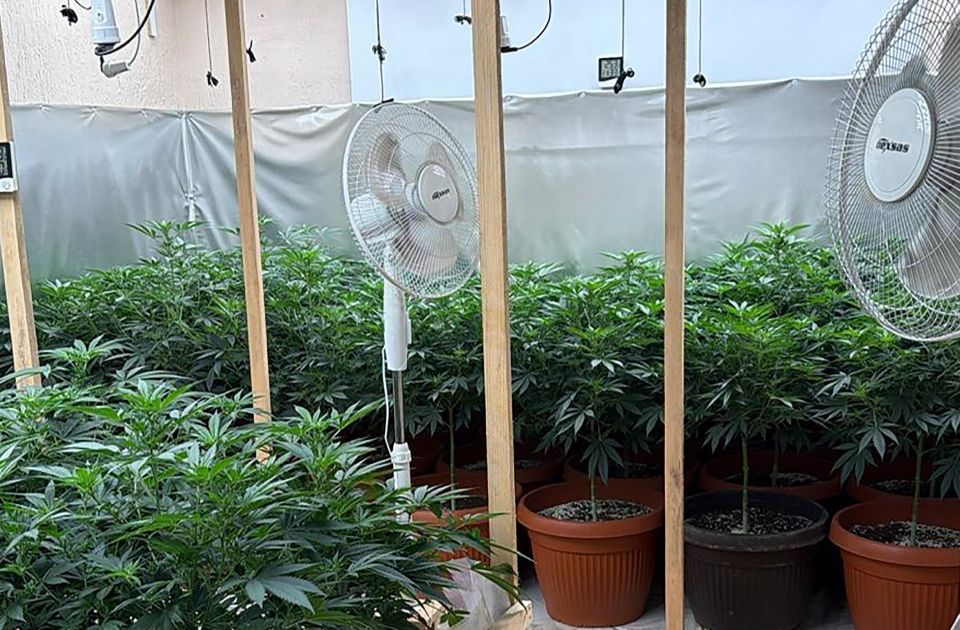 FOTO: U Subotici zaplenjene dve laboratorije za proizvodnju marihuane