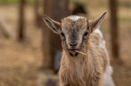 Direktor zoo vrta menjao životinje za alat i patuljaste koze jeo za Božić
