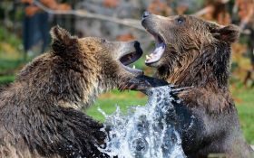 VIDEO: Rumuni objavili snimak retkog prizora - borbe dva medveda