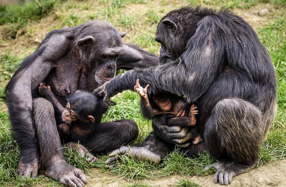 Ubijene šimpanze u zoološkom vrtu u Švedskoj pobegle zbog greške zaposlenih