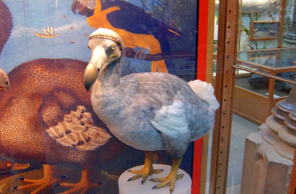 Naučnici korak bliže tome da ožive davno izumrlu pticu dodo 