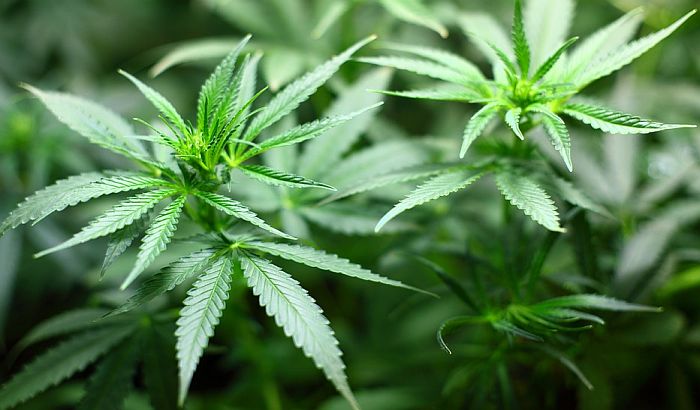 Zvanično odobren prvi lek na bazi marihuane