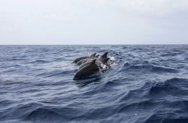 VIDEO: Delfini nakon pet godina ponovo viđeni u reci Bronks
