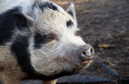 Svinja ubila mesara u klanici u Hongkongu