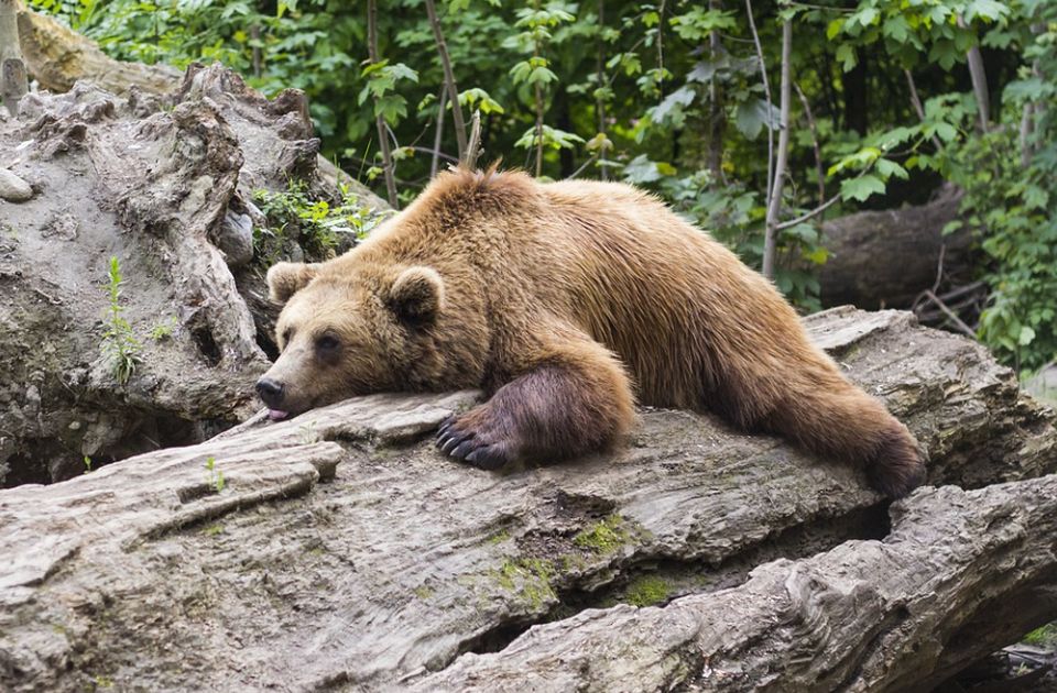 Medvedi u Karpatima prekidaju zimski san zbog veoma toplog vremena 