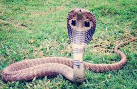 Odbegla kobra Hudini se nakon nedelju dana sama vratila u terarijum zoo vrta