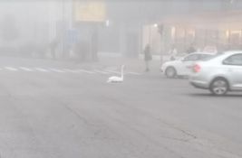 FOTO: Neobična i opasna situacija u centru Novog Sada - beli labud u gustoj magli nasred raskrsnice