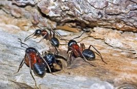 Očekuje se presuda krijumčarima skupih mrava iz Kenije 