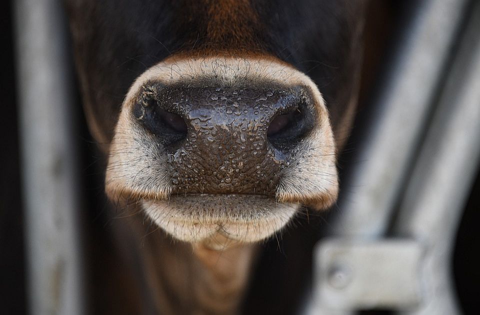 Ministarstvo naložilo uništenje 700 kilograma goveđeg mesa iz klanice kod Žabara Ministarstvo naložilo uništenje 700 kilograma goveđeg mesa iz klanice kod Žabara