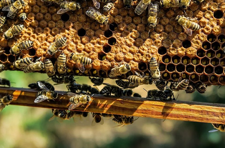 Upozorenje pčelarima u Novom sadu, Beočinu i Sremskim Karlovcima: Zatvorite ili premestite košnice