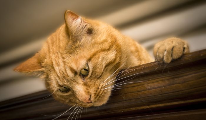 Japanski grad dodelio zahvalnicu mački jer je doprinela spasavanju čoveka