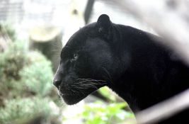 Zagrebački zoo vrt o životinji kod Apatina: Crni panter kao vrsta uopšte ne postoji