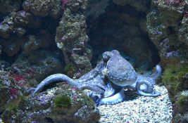 VIDEO: Zašto hobotnice gađaju jedna drugu?