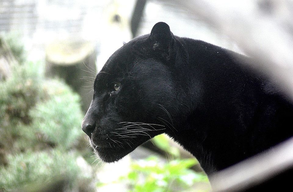 Zagrebački zoo vrt o životinji kod Apatina: Crni panter kao vrsta uopšte ne postoji