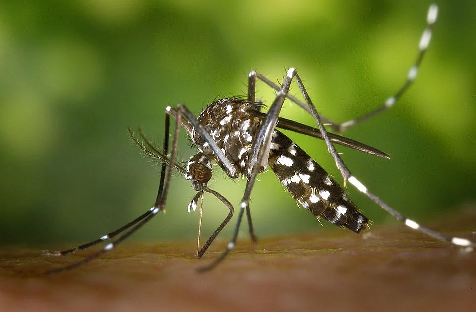 SZO: Broj zaraženih denga groznicom za dve decenije povećan deset puta 