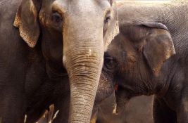 Slonovi se pozdravljaju korišćenjem više od 1.200 različitih signala