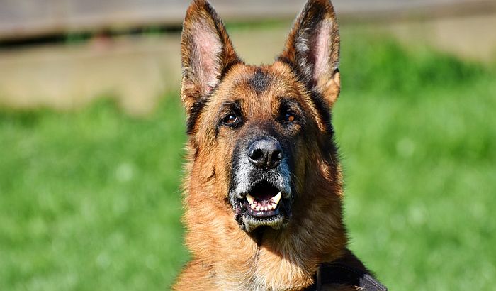 Obučeni psi u Nemačkoj u 94 odsto slučajeva nanjuše osobu zaraženu koronom