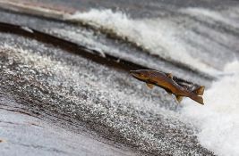Oko 96.000 lososa uginulo u Norveškoj zbog curenja hlora 