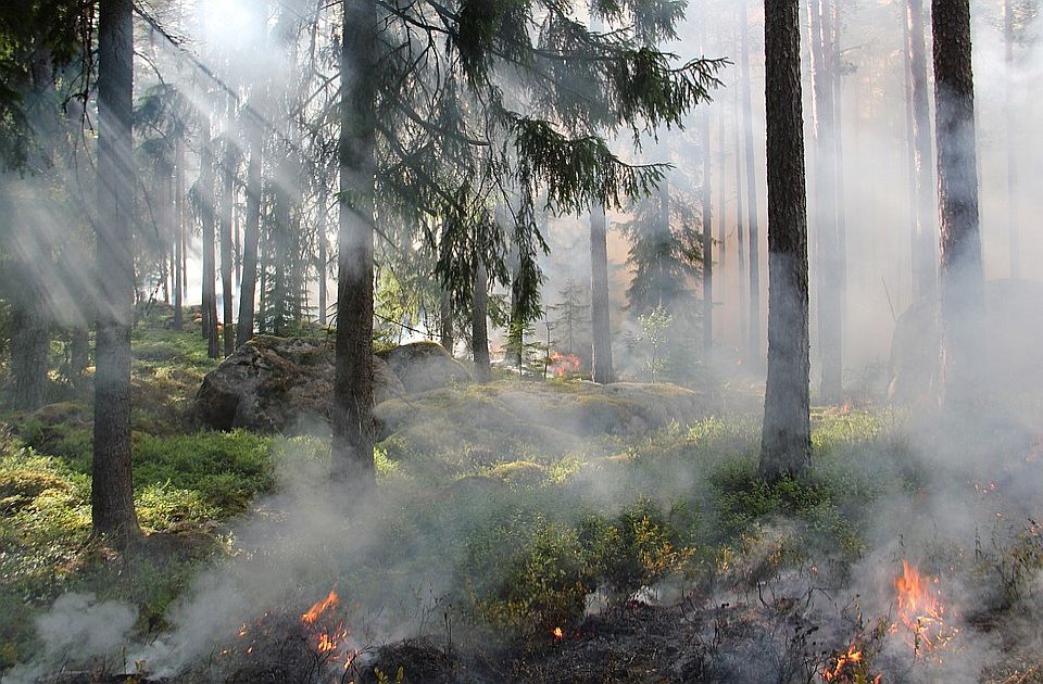 Požar kod Nove Varoši, zahvaćeno 20 hektara šume