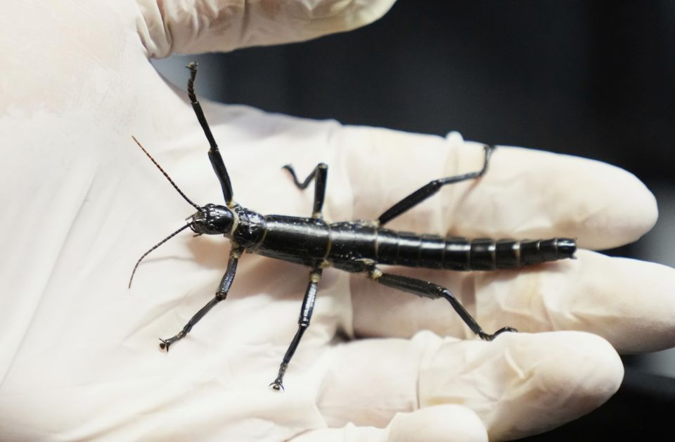 Praški zoo vrt pokušava da sačuva retkog "štap" insekta koji se više od 80 godina smatrao izumrlim