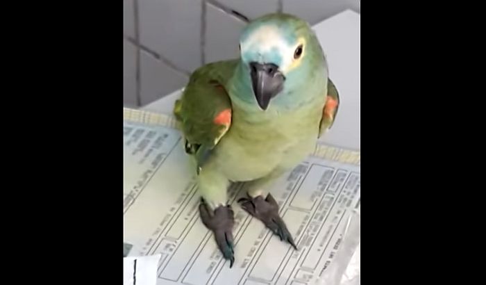 VIDEO: Papagaj uhapšen zbog pomaganja narko-dilerima