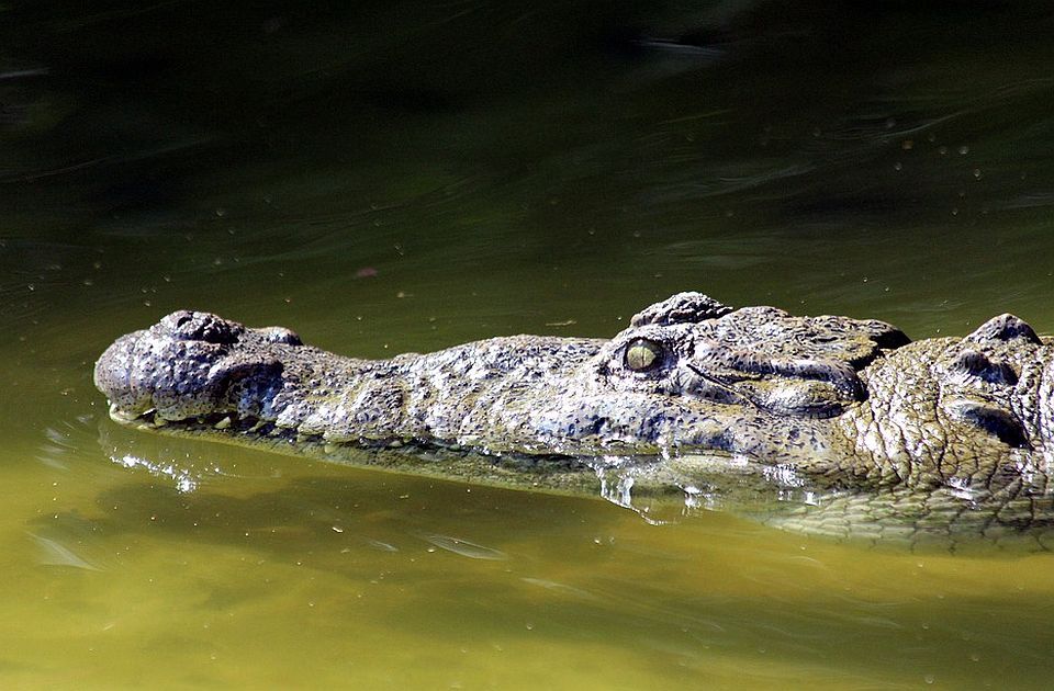 VIDEO: Krokodil ušetao u hotel i smestio se za švedski sto