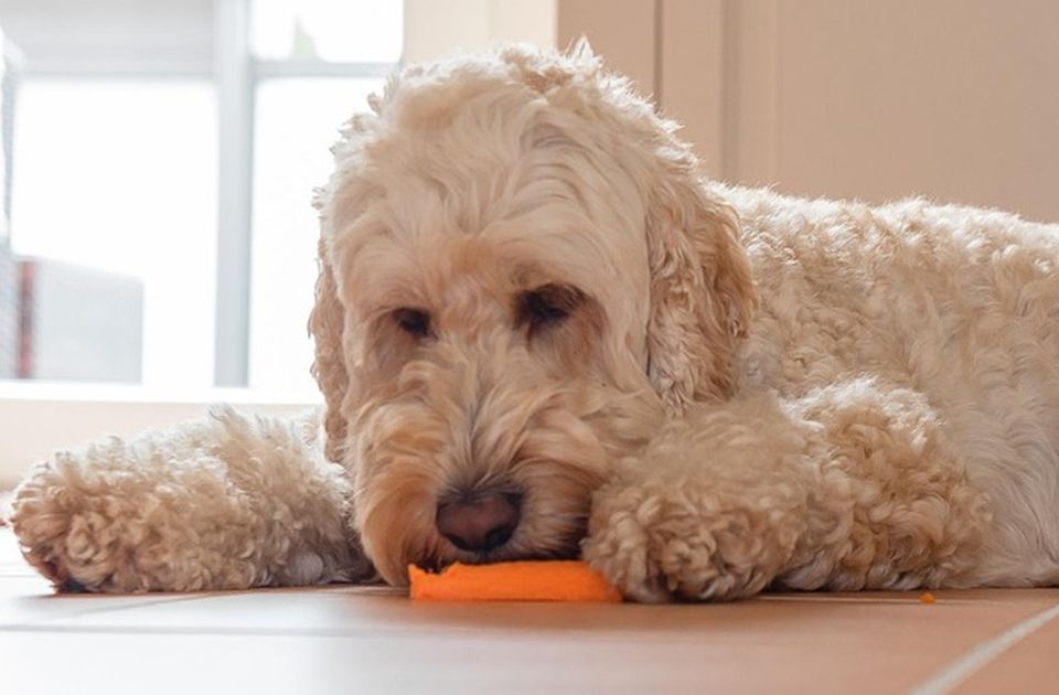 Ovo je 11 namirnica koje jedu ljudi, a sigurne su i za pse