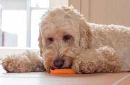 Ovo je 11 namirnica koje jedu ljudi, a sigurne su i za pse