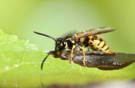 Koji je najbolniji ubod na svetu?