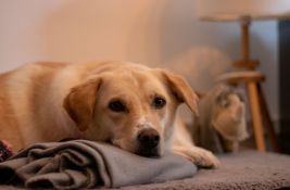 Novo pravilo u Italiji: Ako vam je pas bolestan, možete na bolovanje