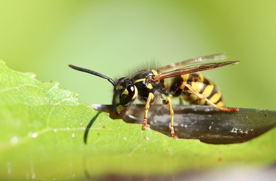 Koji je najbolniji ubod na svetu?