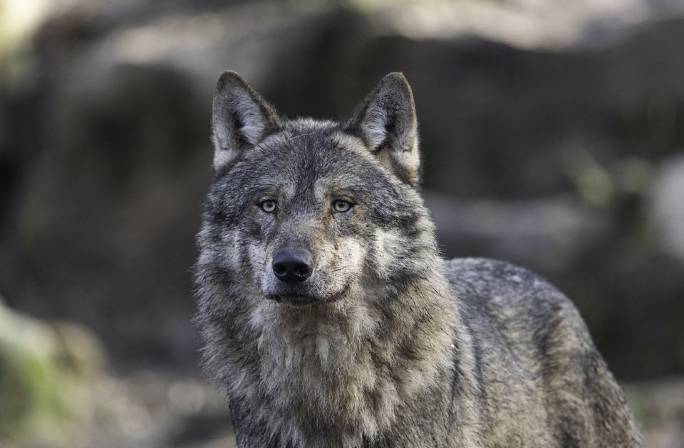 Raste broj vukova u Holandiji: DNK analiza otkrila 131 jedinku