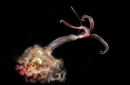 VIDEO: Zombi crvi su nestali i to brine naučnike