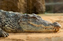 Dečaka napao ga krokodil u zoološkom vrtu u Velikoj Britaniji