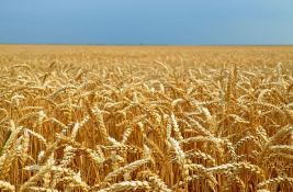 Višak ukrajinske pšenice napravio probleme u EU, a spustio cenu i na srpskom tržištu