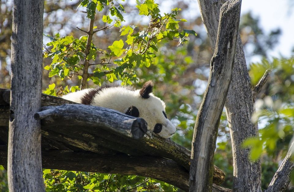 Tužna vest: Uginula poslednja džinovska panda Tajlanda
