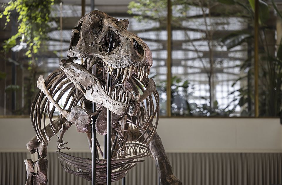 VIDEO: "Izuzetno restauriran" skelet T-reksa prodat na aukciji za 5,6 miliona evra 