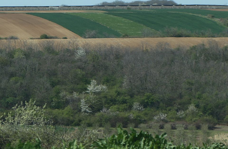 Tanasković: U naredne dve godine navodnjavanje 100.000 hektara u Vojvodini