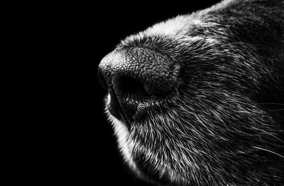 Uznemirujuće fotografije: Uginuli psi u Beočinu, sumnja se da su otrovani