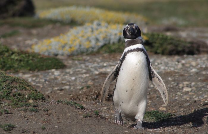 Sve više ženki pingvina ugine u morima Južne Amerike